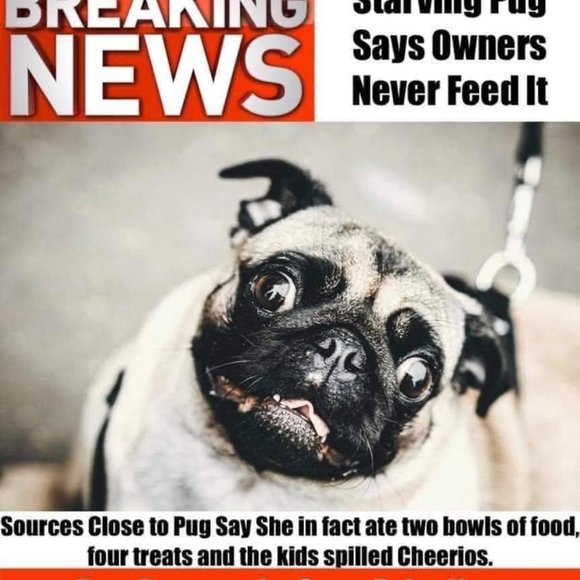 Meet your Posher, Krista - Picture 3 of 3